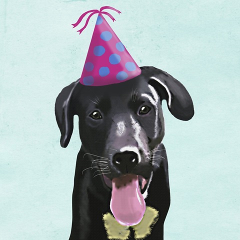 Zany Birthday Collection E