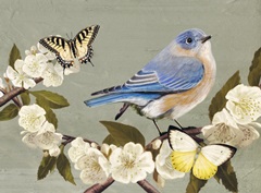 Bluebird Branch Collection A