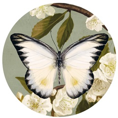 Bluebird Branch Collection C