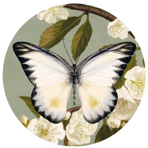 Bluebird Branch Collection C