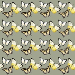 Bluebird Branch Collection F