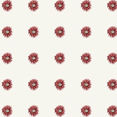 Christmas Cactus Collection F