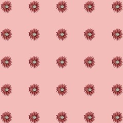 Christmas Cactus Collection G