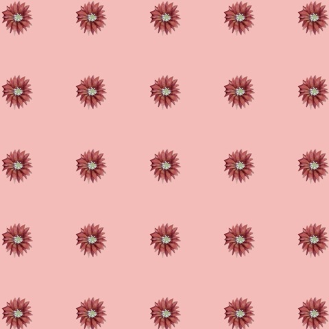 Christmas Cactus Collection G