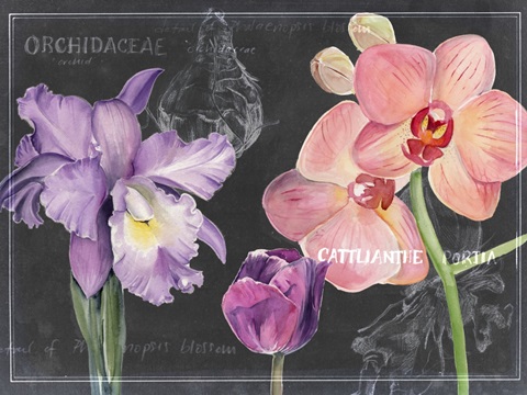 Chalkboard Flower Study Collection A