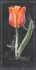 Chalkboard Flower Study Collection B