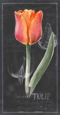 Chalkboard Flower Study Collection B