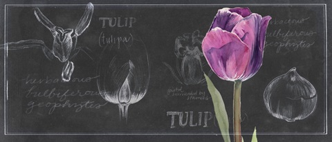 Chalkboard Flower Study Collection D