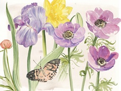 Flowers and Lace Collection A