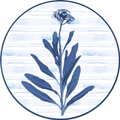 Indigo Florals Collection C