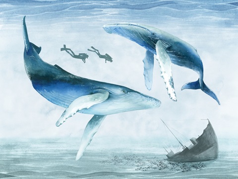 Ocean Adventure Collection A