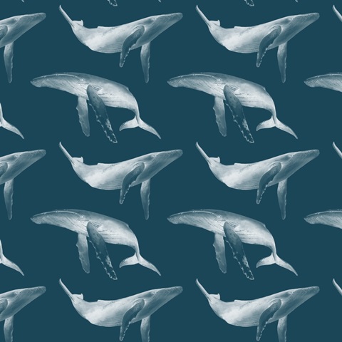 Ocean Adventure Collection F