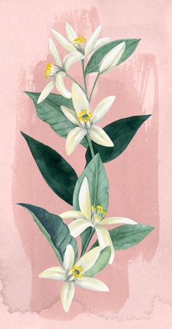 Orange Blossom Collection B