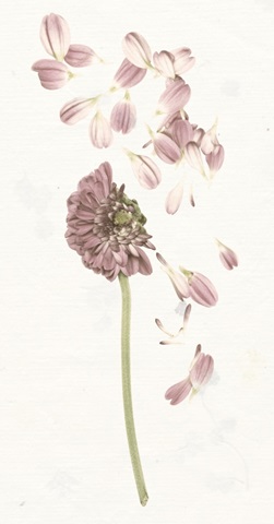 Pressed Blooms Collection B