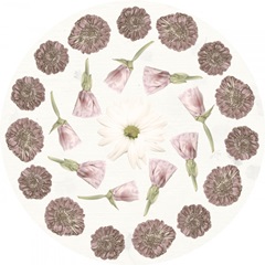 Pressed Blooms Collection C