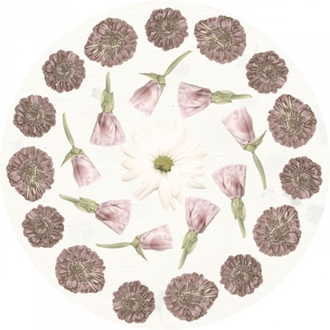 Pressed Blooms Collection C