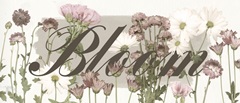 Pressed Blooms Collection D