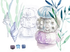 Shells and Seaweed Collection A