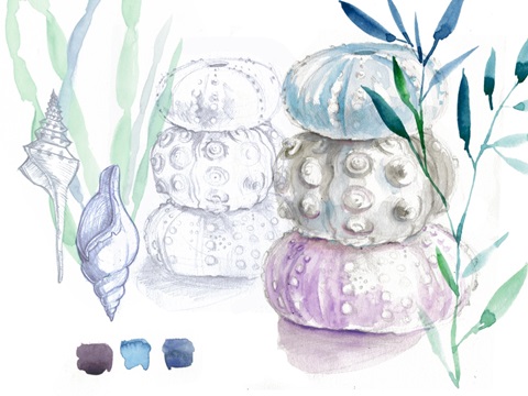 Shells and Seaweed Collection A