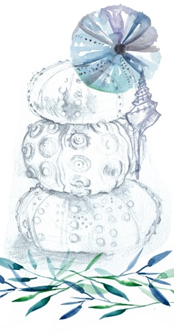 Shells and Seaweed Collection B