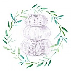 Shells and Seaweed Collection C