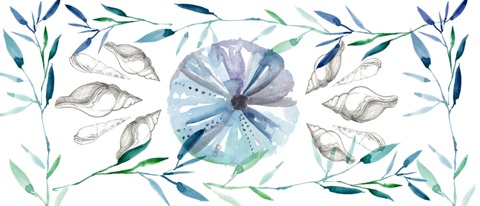 Shells and Seaweed Collection D