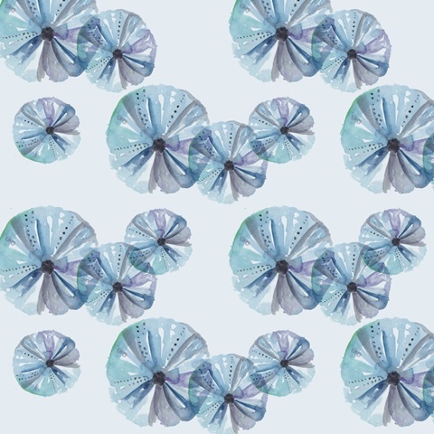 Shells and Seaweed Collection I