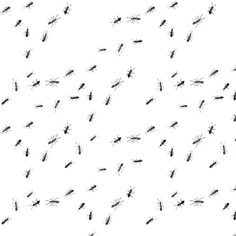 Summer Picnic Collection I