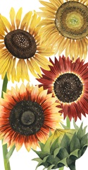 Sunflower Harvest Collection B