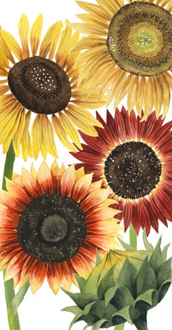 Sunflower Harvest Collection B