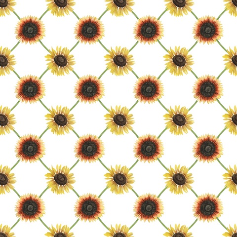 Sunflower Harvest Collection G