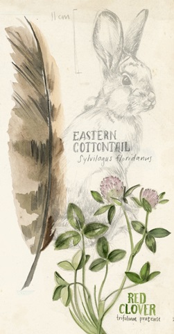 Wildlife Journal Collection B