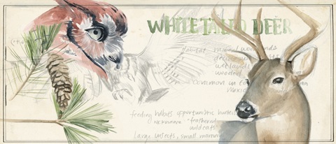 Wildlife Journal Collection D