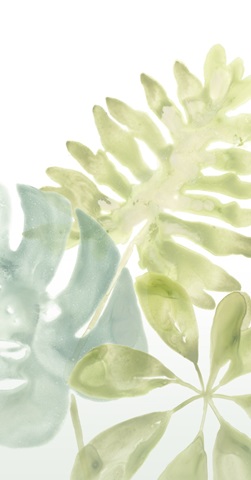 Songbird Collection B