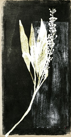 Black Night Collection B