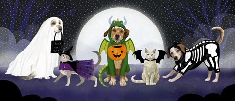 Halloween Pets Collection D