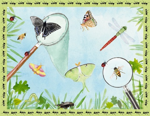 Little Bug Collector A