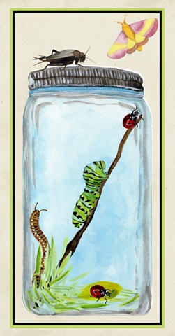 Little Bug Collector B