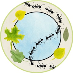 Little Bug Collector C