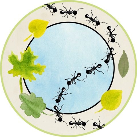 Little Bug Collector C