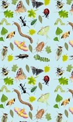 Little Bug Collector E