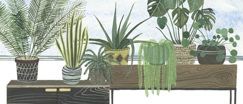 Mes Plantes Collection D
