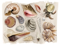 Ocean Keepsake Collection A