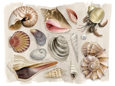 Ocean Keepsake Collection A