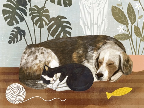 Pet Life Collection A