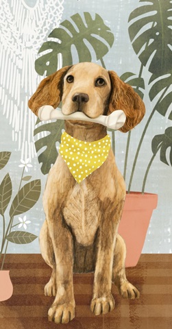 Pet Life Collection B