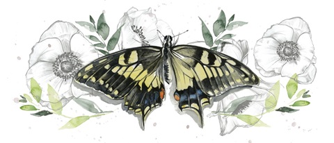 Watercolor Butterfly Collection D