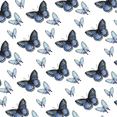 Watercolor Butterfly Collection H