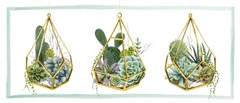 Wild Terrarium Collection D