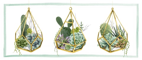 Wild Terrarium Collection D